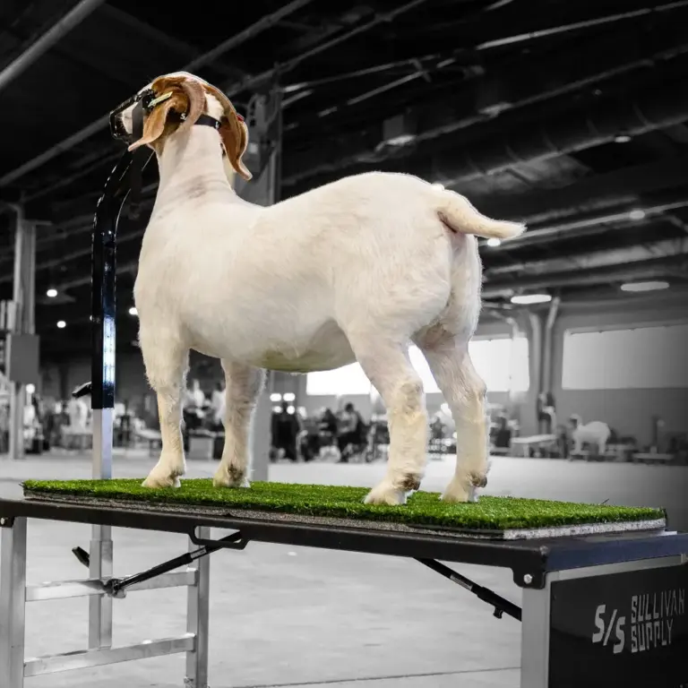 Show flex turf - shearing stand - image 2